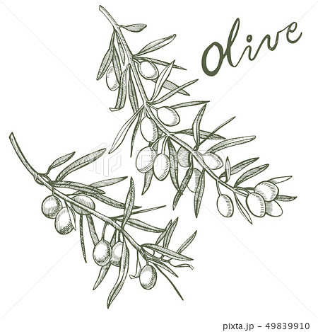 A branch of ripe olives is juicy poured with oil. Farmers market menu design. Organic food poster A branch of ripe olives is juicy poured with oil. Farmers market menu design. Organic food poster 49839910