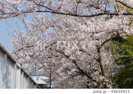 目黒川沿いの満開の桜 49839923