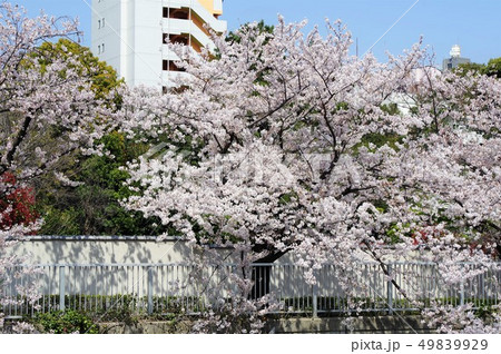 目黒川沿いの満開の桜 49839929