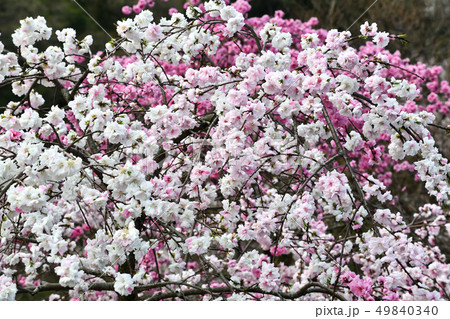 岡山井原市の野上町の花桃の里 岡山井原市の野上町の花桃の里 49840340