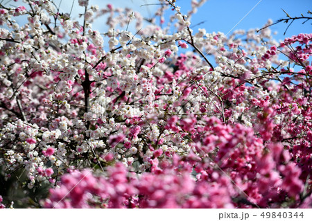 岡山井原市の野上町の花桃の里の写真素材