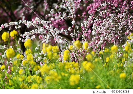 岡山井原市の野上町の花桃の里 岡山井原市の野上町の花桃の里 49840353