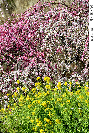 岡山井原市の野上町の花桃の里 岡山井原市の野上町の花桃の里 49840354