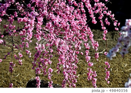岡山井原市の野上町の花桃の里 岡山井原市の野上町の花桃の里 49840356