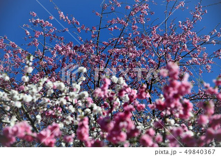 岡山井原市の野上町の花桃の里 岡山井原市の野上町の花桃の里 49840367
