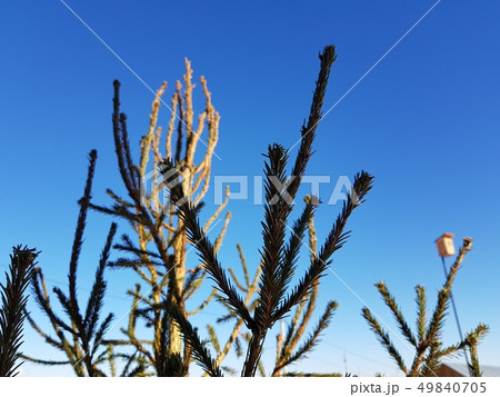 Christmas tree or pine against a blue sunny sky 49840705