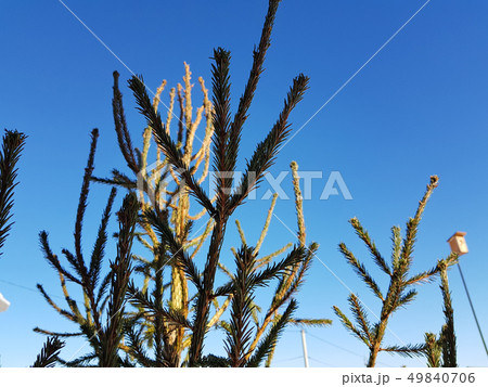 Christmas tree or pine against a blue sunny sky Christmas tree or pine against a blue sunny sky 49840706