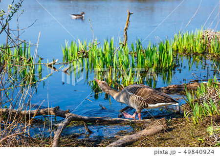 The wild greylag goose in the pond at sunset The wild greylag goose in the pond at sunset 49840924