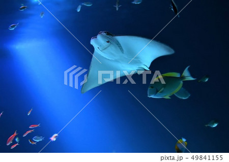 エイ マンタの画像素材 ピクスタ