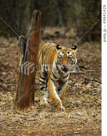 Young tigress, Telia Sisters, Tadoba, India Young tigress, Telia Sisters, Tadoba, India 49841426