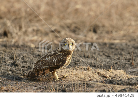 Short-eared owl, Uran JNPT, Mumbai, Maharashtra 49841429