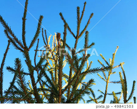Christmas tree or pine against a blue sunny sky Christmas tree or pine against a blue sunny sky 49841503