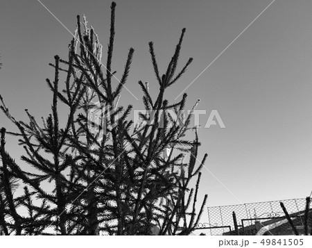 Christmas tree or pine against a blue sunny sky 49841505