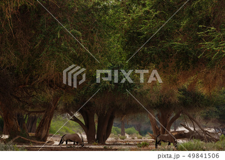 oryx in savannah in Namibia oryx in savannah in Namibia 49841506