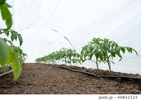 Tomato plants in a greenhouse and drip irrigation 49841524