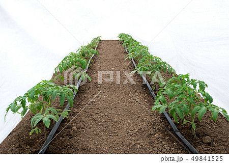 Tomato plants in a greenhouse and drip irrigation 49841525