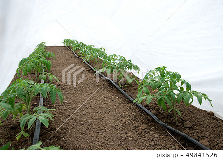 Tomato plants in a greenhouse and drip irrigation 49841526