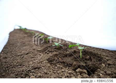 Cucumber seedlings growing in a greenhouse - Cucumber seedlings growing in a greenhouse - 49841556