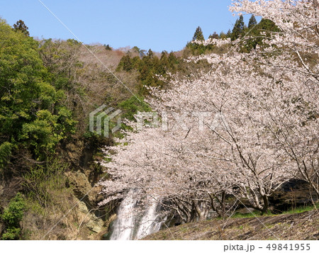 滝水辺公園の桜 49841955