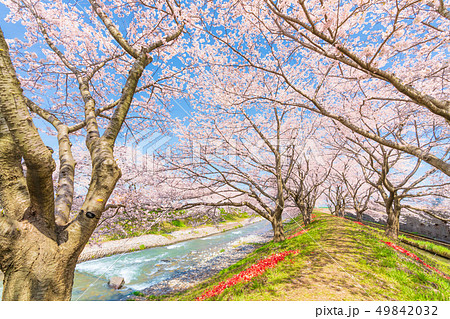 日本の春　富山県 舟川べり チューリップと桜並木 49842032