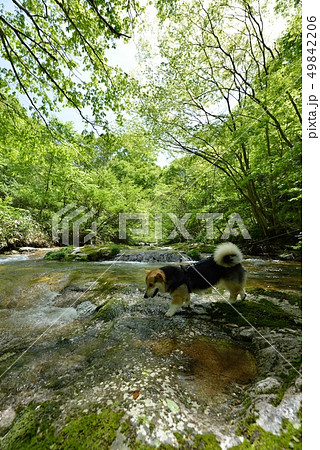 渓流に遊ぶ 49842206