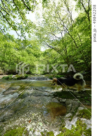渓流に遊ぶ 49842208