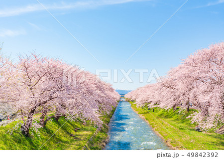 日本の春　富山県 舟川べり 清流沿いの桜並木 49842392