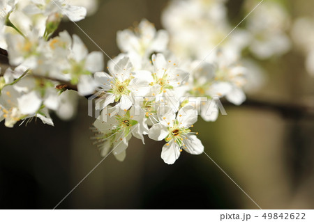 スモモの花⑦ 49842622