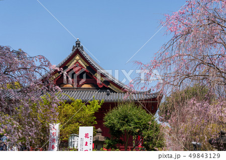 春の上野公園 清水観音堂 49843129