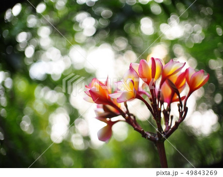 red white tropical flowers of Frangipani, Plumeria 49843269