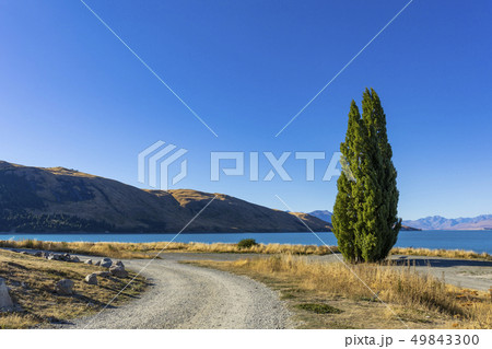 一本杉とテカポ湖 ニュージーランドの風景 一本杉とテカポ湖 ニュージーランドの風景 49843300
