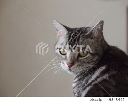 見つめる猫　顔アップ 49843445