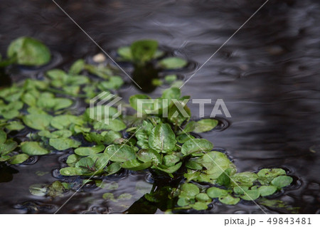 クレソン クレソン 49843481