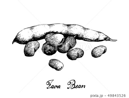 Hand Drawn of Fresh Green Fava Bean Hand Drawn of Fresh Green Fava Bean 49843526