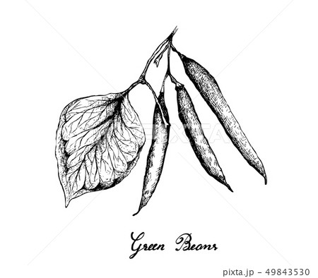 Hand Drawn of Delicious Fresh Green Beans 49843530