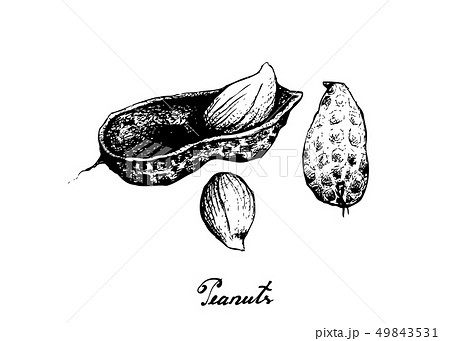 Hand Drawn of Peanuts Plant on White Background 49843531