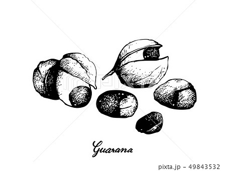 Hand Drawn of Guarana or Paullinia Cupana Fruits 49843532