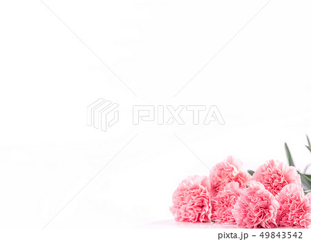 カーネーション ハマナデシコ 花 49843542