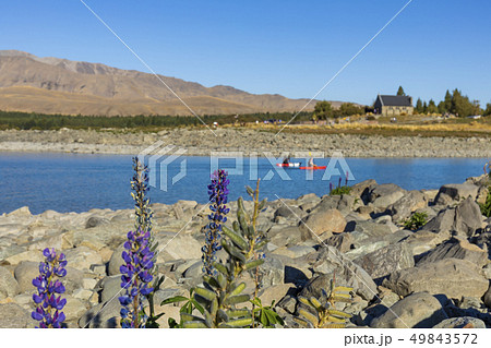 ルピナスの咲くテカポ湖　ニュージーランドの絶景 49843572