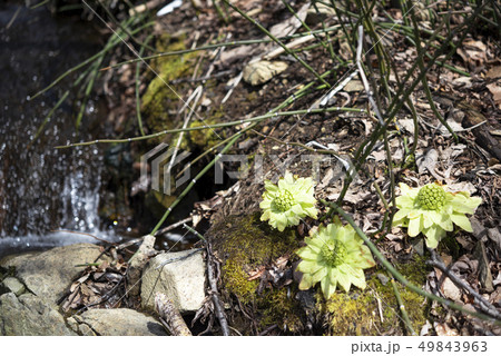 ふきのとう ふきのとう 49843963