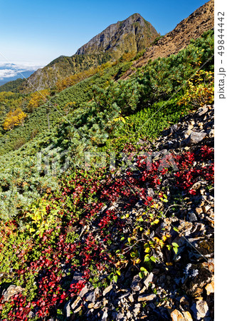 八ヶ岳連峰・権現岳稜線のウラシマツツジの紅葉と阿弥陀岳 八ヶ岳連峰・権現岳稜線のウラシマツツジの紅葉と阿弥陀岳 49844442