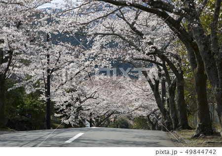 伊豆高原 桜並木 伊豆高原 桜並木 49844742