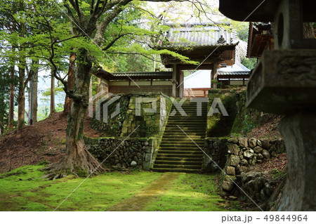 美しい苔の参道 美しい苔の参道 49844964