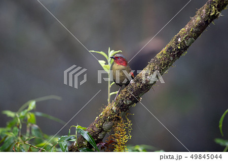 Adult Red-faced liochichla (Liochichla phoenicea) Adult Red-faced liochichla (Liochichla phoenicea) 49845044