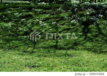 公園の木陰とハナニラ 49845966