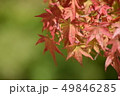 真っ赤なもみじ 49846285