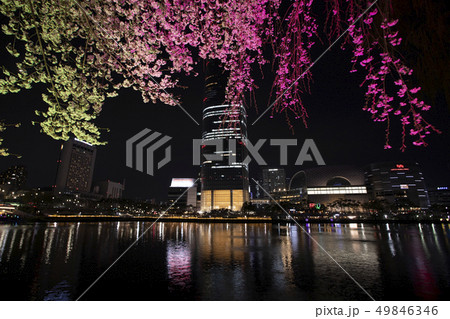 桜 ピンク 春 49846346