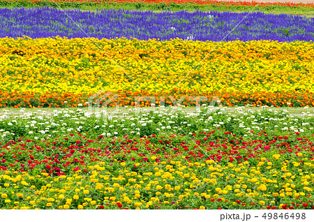 北国の花畑 49846498