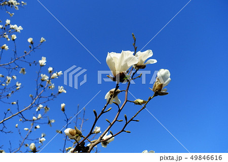 こぶしの花 49846616