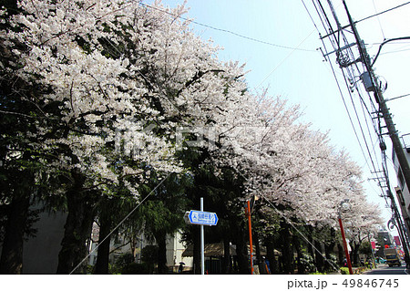 祖師谷通りの桜 49846745